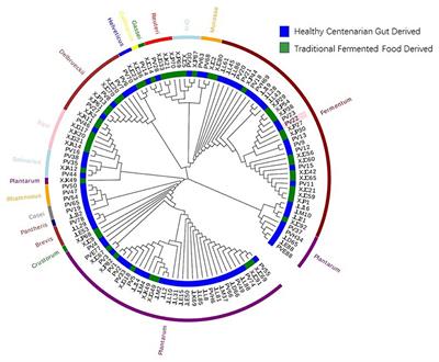 Determination of Antiviral Mechanism of Centenarian Gut-Derived Limosilactobacillus fermentum Against Norovirus